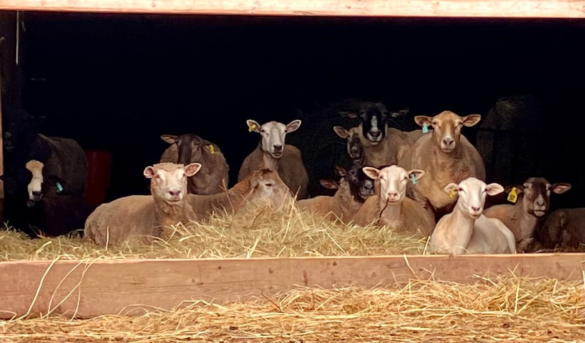 Connell Farm โ local food producer in New Brunswick