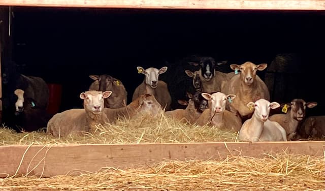 Connell Farm